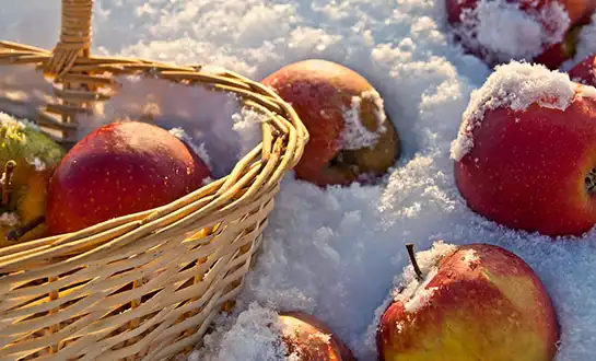 Using Winter Fertilizer to Protect Orchards from Frost Damage